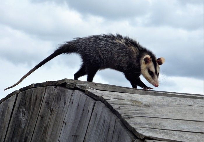 Comadreja mora, ahora _Didelphis poecilotis_, en Salto. · Foto: Enríque González Comadreja mora, ahora _Didelphis poecilotis_, en Salto. · Foto: Enríque González