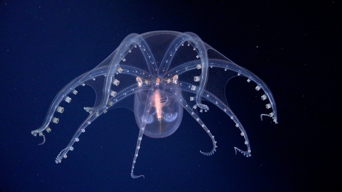 Pulpo de cristal observado por SuBastian en Argentina .Fotograma: Schmidt Ocean Institute Pulpo de cristal observado por SuBastian en Argentina .Fotograma: Schmidt Ocean Institute