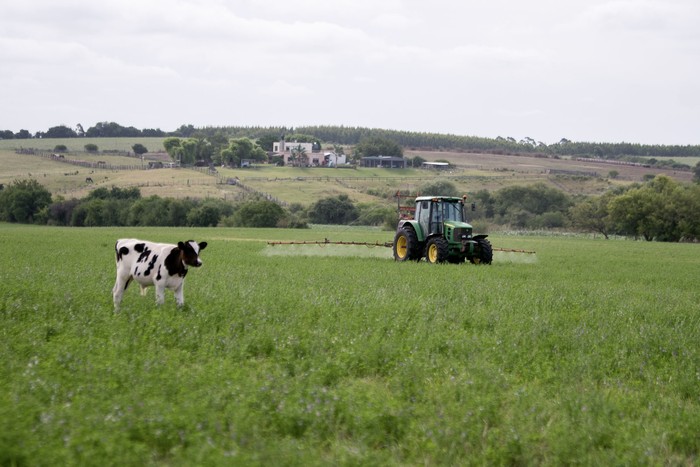 Aplicación de herbicidas en un campo con alfalfa, sobre la ruta 54, en el departamento de Colonia (archivo, enero de 2025). · Foto: Ignacio Dotti Aplicación de herbicidas en un campo con alfalfa, sobre la ruta 54, en el departamento de Colonia (archivo, enero de 2025). · Foto: Ignacio Dotti
